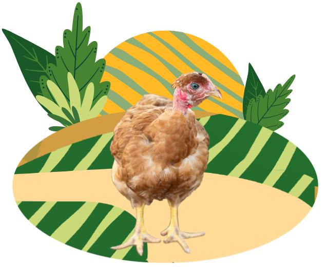 Poulet Fermier